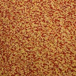 Op zoek naar tapijttegels van Interface? Sherbet Fizz in de kleur Orangeade is een uitstekende keuze. Bekijk deze en andere tapijttegels in onze webshop.